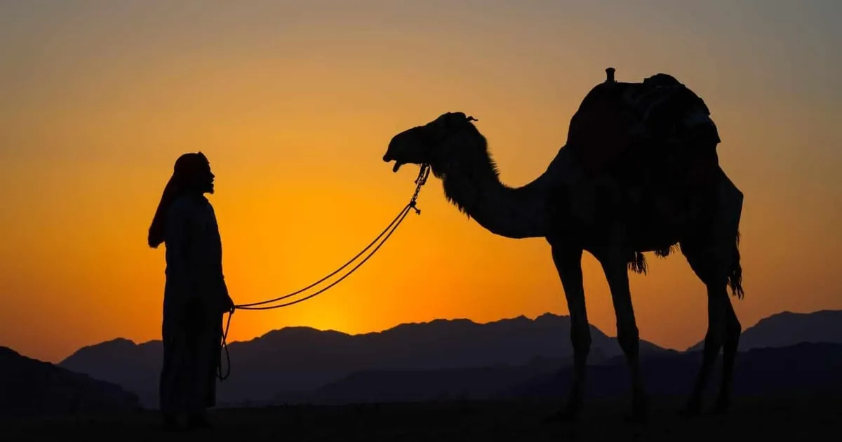 Camels and a Bedouin guide on red sand on a Wadi Rum desert tour by camel