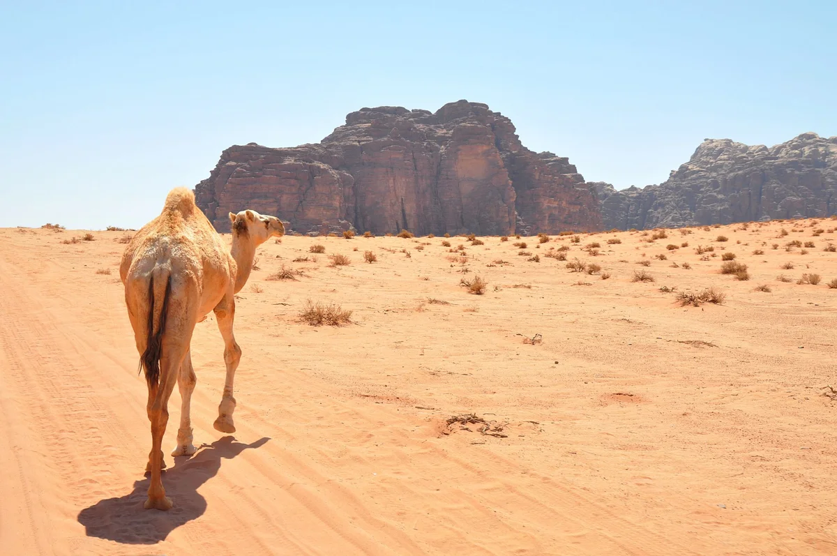 A camel on the sand below the cliffs on a Wadi Rum camel ride